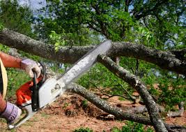 Best Tree Maintenance Programs  in Gladeville, TN