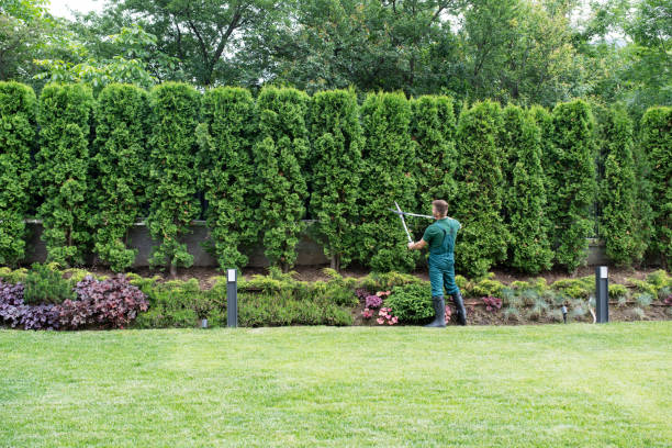 Lawn Renovation and Restoration in Gladeville, TN