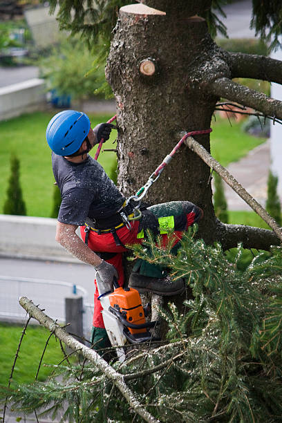 Best Hazardous Tree Removal  in Gladeville, TN