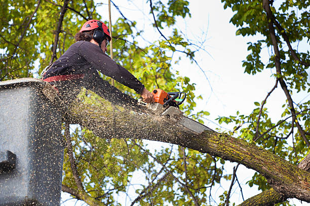 Best Lawn Dethatching  in Gladeville, TN