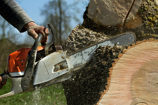 Best Lawn Maintenance Plans  in Gladeville, TN