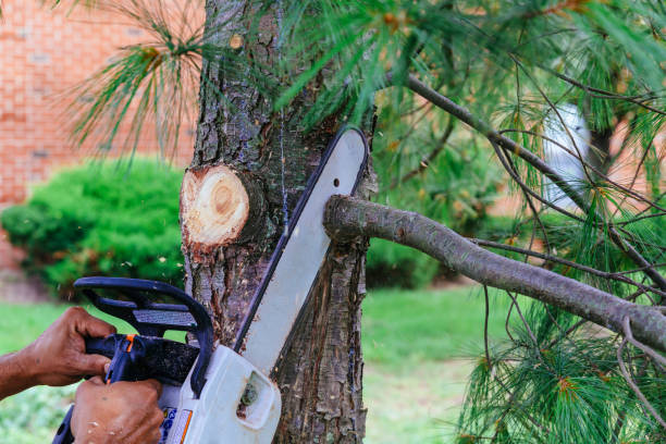 Best Tree Removal  in Gladeville, TN